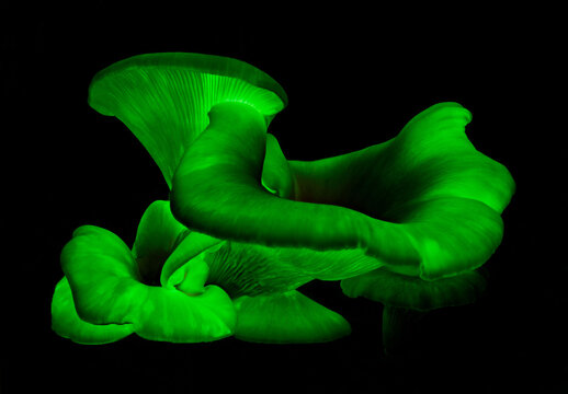 Ghost Fungus at night - Omphalotus nidiformis - bioluminescent & poisonous fungus - NSW, Australia