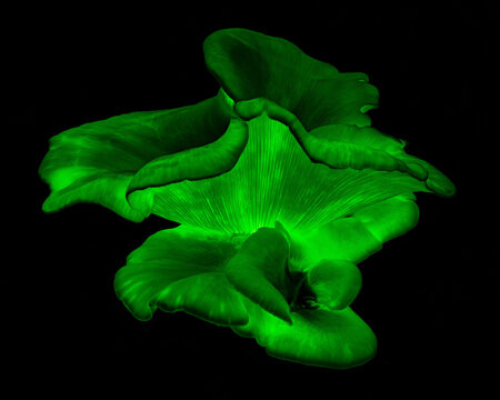 Ghost Fungus at night - Omphalotus nidiformis - bioluminescent & poisonous fungus - NSW, Australia