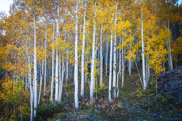 Fall Colors in Aspen, Colorado