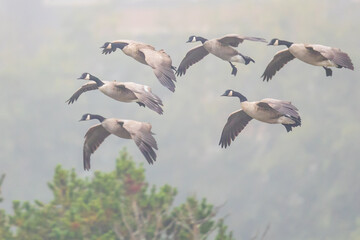 Flock of Canada Geese Landing on a Foggy Fall Morning