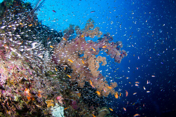 Fototapeta na wymiar Colorful and healthy soft corals and fish on the Reef