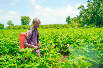 indian farmer spraying pesticide at cotton field