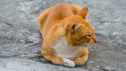 An adorable ginger domestic cat laying on the footpath, close-up shot outdoor.