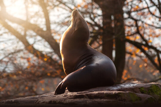 Ein Seehund entspannt sich auf einem Felsen in der Abendsonne