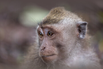 Portrait von einem Affen im Seitenprofil