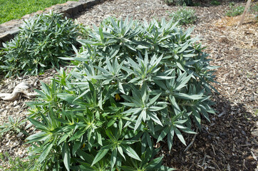 Obraz premium The plant of Echium candicans Pride of Madeira. It is a kind of large herbaceous perennial subshrub.