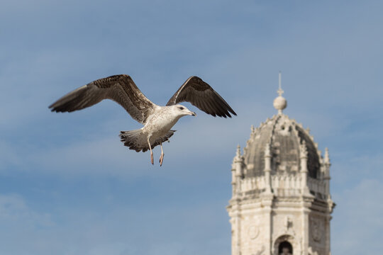M&ouml;we fliegt am Himmel von Lissabon