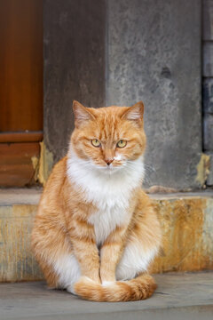 Katze in rot wei&szlig; schaut in die Kamera