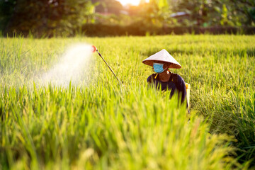 Thai farmers spray fertilizers or pesticides in rice fields in Asia.