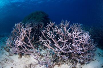 Fototapeta na wymiar Healthy hard corals on the Great Barrier Reef