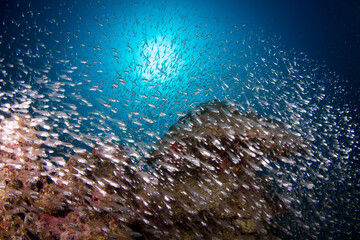 Fototapeta na wymiar A large school of small bait fish on the reef