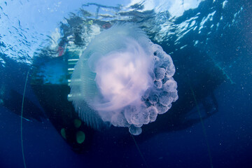 A jellyfish floats underneath a boat