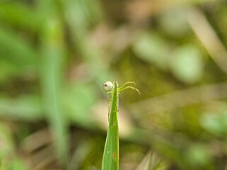 糸を吐く小さな蜘蛛