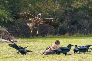 White Tailed Eagle (Haliaeetus albicilla) in flight. Also known as the ern, erne, gray eagle, Eurasian sea eagle and white-tailed sea-eagle. Wings Spread. Poland, Europe. Birds of prey.