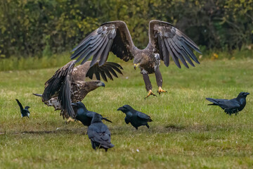 White Tailed Eagle (Haliaeetus albicilla) in flight. Also known as the ern, erne, gray eagle, Eurasian sea eagle and white-tailed sea-eagle. Wings Spread. Poland, Europe. Birds of prey.