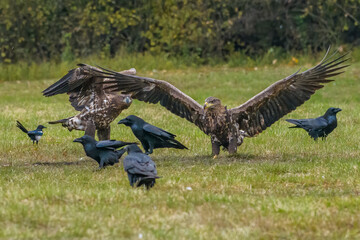 White Tailed Eagle (Haliaeetus albicilla) in flight. Also known as the ern, erne, gray eagle, Eurasian sea eagle and white-tailed sea-eagle. Wings Spread. Poland, Europe. Birds of prey.