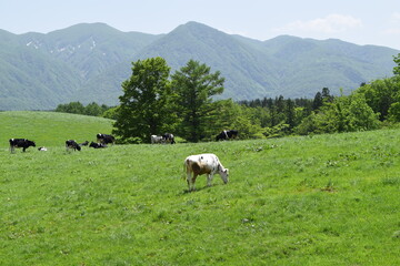 Fototapeta na wymiar 月山高原牧場 ／ 山形県鶴岡市羽黒町にある月山高原牧場は、約100haの緑のジュウタンが広がり、雄大な高原の中で牛や羊を眺められます。高原からの眺めは最高で、ひそかな観光ポイントになっています。