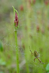 クモと彼岸花