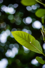 Green leaves texture background, Natural background and wallpaper