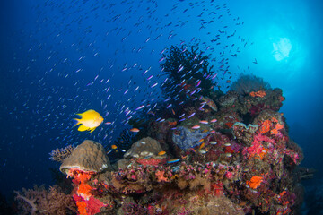 Plakat Colorful and healthy soft corals and fish on the Reef