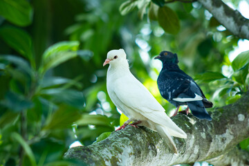 Two pigeons are perched on the branches of a tree