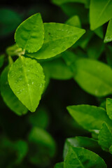 Green leaves texture background, Natural background and wallpaper