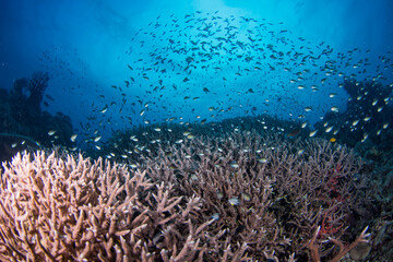 Naklejka na ściany i meble Healthy hard corals on the Great Barrier Reef