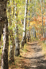 Obraz premium Early autumn in the Kislovodsky resort park