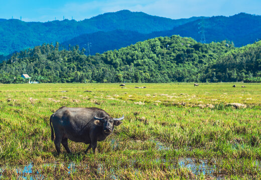 Water Buffalo Standing graze rice grass field meadow sun, forested mountains background, clear sky. Landscape scenery, beauty of nature animals concept summer day
