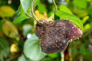 Potatoes on creepers green tree that grow above land