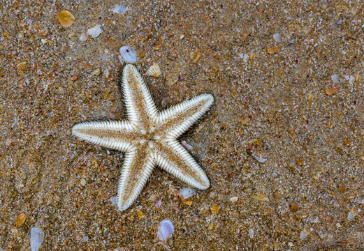 Beautiful photo of starfish also known as sea star of family Asteroidea with beach sand background. It is beached up dead due to strange weather patterns due to climate change and global warming.
