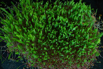 Growing new green from Maize or Zea mays seeds