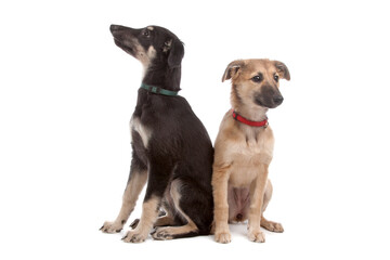 two whippet puppy dogs