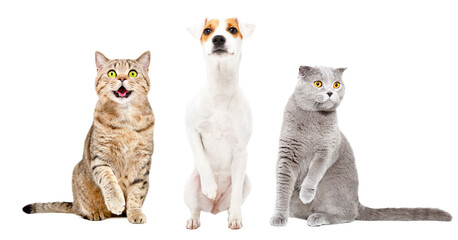 Funny cats and dog sitting together with raised paws isolated on white background