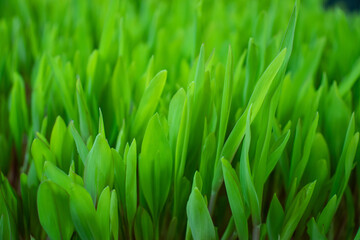 Fototapeta na wymiar New green growing seedlings from Maize or Zea or Zea