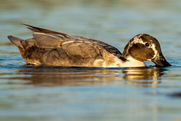 Mallard Anas platyrhynchos Costa Ballena Cadiz