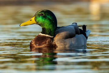 Mallard Anas platyrhynchos Costa Ballena Cadiz