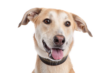 Mixed breed dog