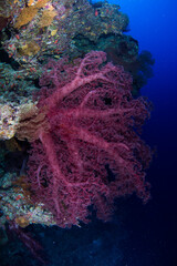 Fototapeta na wymiar Colorful and healthy soft corals and fish on the Reef