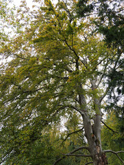 Obraz premium Blutbuche oder Purpurbuche (Fagus sylvatica purpurea). Zweige, Laub und Bucheckern im Herbst