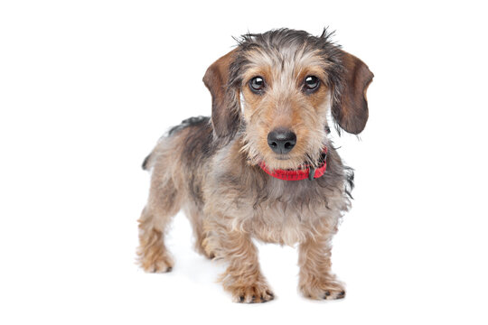 Wire-haired Dachshund