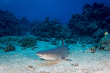 Fototapeta na wymiar Whitetip reef shark sits on a sandy bottom