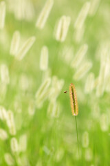 Abstract nature background with sunlight shining through over bee with grass flowers in the meadow