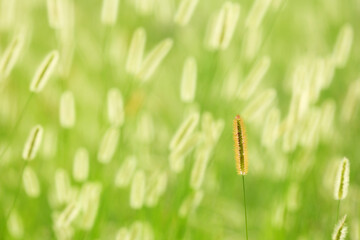 Abstract nature background with sunlight shining through over grass flowers in the meadow