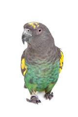 Meyer Parrot © Yay Images