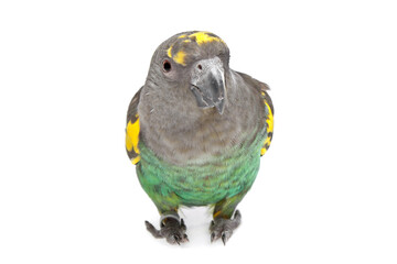 Meyer Parrot © Yay Images