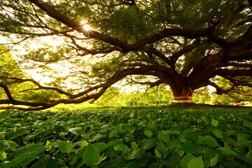 Beautiful golden light of largest Monkey Pod Tree in Kanchanaburi, Thailand