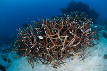 Naklejka na ściany i meble Healthy hard corals on the Great Barrier Reef