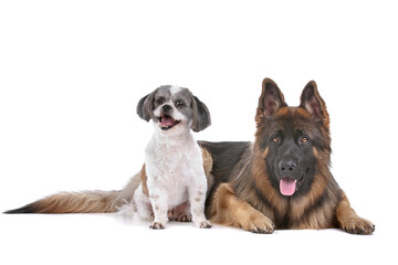 German shepherd and a mixed breed dog