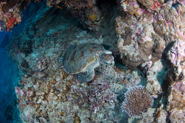 Naklejka na ściany i meble A turtle sits on the bottom of the reef